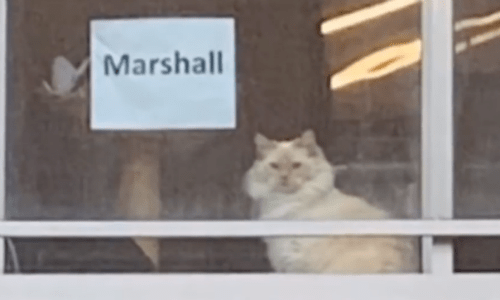 Friendly Cat That Lives Across The Street From An Office Goes Viral