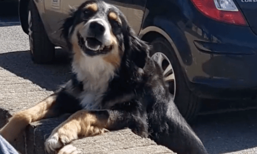 Highly Social Dog Visits School Every Day To Receive The Interaction With Students