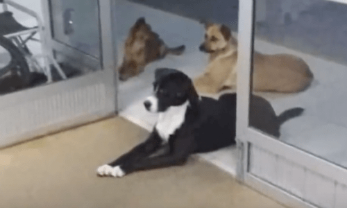 Homeless Man Being Treated At Hospital Has Furry Friends Waiting Outside For Him