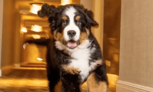 Hotel Provides Snuggles From A Bernese Mountain Dog To Ensure A Great Stay