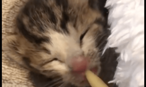 Just A Couple Days Old, Cat Rescued From Construction Site Defies All Odds And Survives