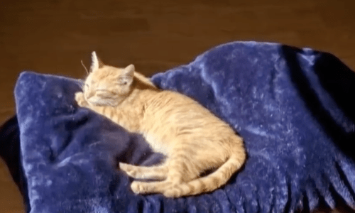 Kitten Energetically Runs Up To A Man And Makes Him Her New Owner