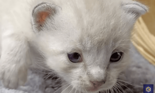 Kittens Discarded In A Dumpster Alongside Trash Find A Hero In Rescuer