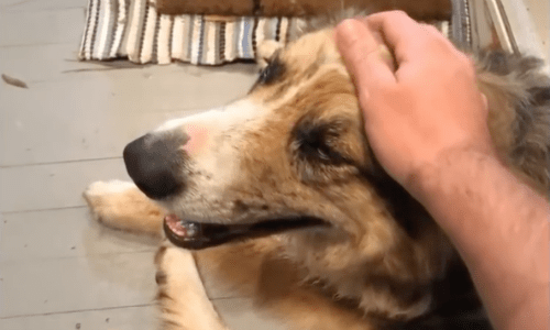 Lost Pup Shows Up Out Of Nowhere And A Man Gave Her An Adventure