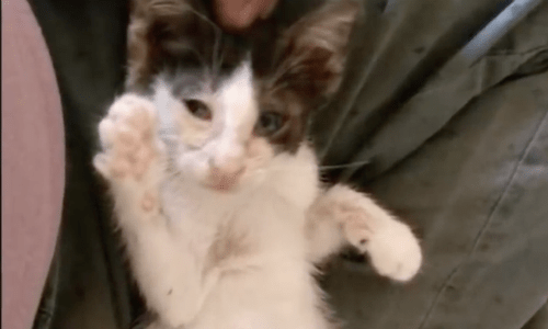 Man Whose Apartment Prohibits Pets Breaks The Rules To Rescue Abandoned Kitten