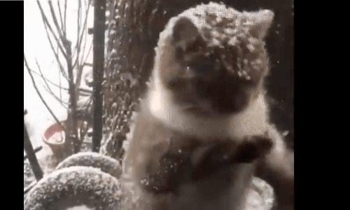 Man Working From Home Spots Local Stray Cat Begging To Come Indoors During Snowstorm