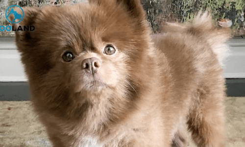 Pomeranian Abandoned Due To Being Larger Than Average Finds The Sweetest Home