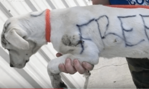 Puppy Brought Into Kennel Was Covered In Marker Indicating That It Needed A Good Home