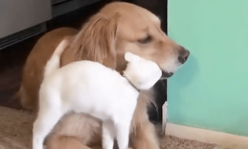 Rescue Kitten Comes Into Family With Spoiled Dog But Totally Wins Him Over