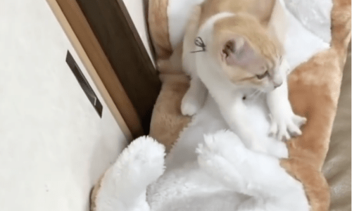 Stray Kitten Rescued Misses His Mom So They Give Him a Giant Stuffed Animal