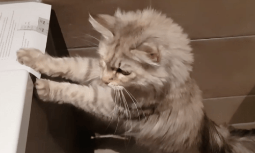 The Moment Two Cats Are Introduced To Their Forever Home Is Truly Touching