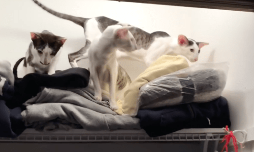 Top Of Closet Shelf Is A Cat’s Dream Because They Can See Everything Below