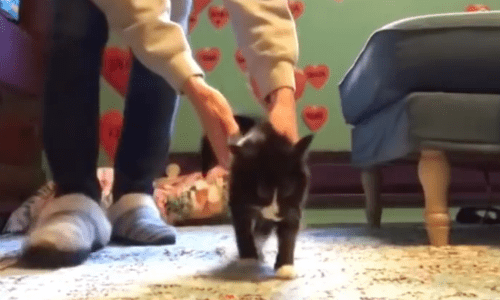 With Help From Physical Therapists, A Kitten Finds Strength To Walk Again