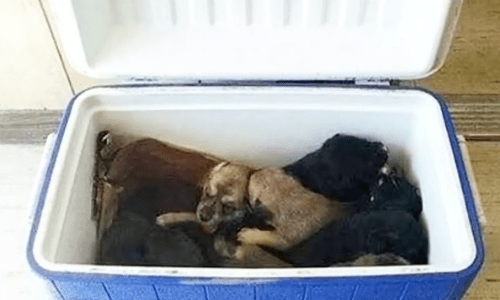 Woman Sees Cooler On The Side Of The Road And Finds Nine Puppies Inside