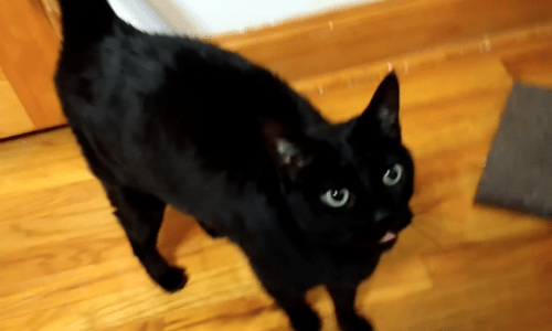 Young Cat Finds Her Voice After Always Being Silent And Never Meowing