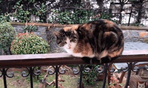 A Cat With Many Cat Siblings Has Found A Place She Can Be Alone On the Balcony