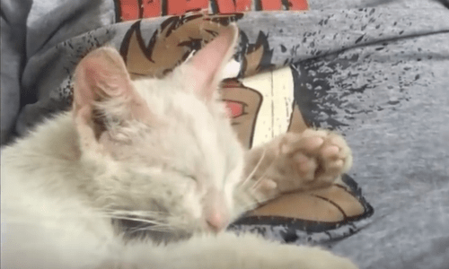 A Man Takes A Nap Outside And Wakes Up With A Stray Cat Snuggled Up On His Lap