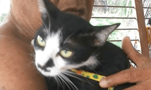 After Cat Gets Hit By A Car She Gets The Most Extraordinary Rescue