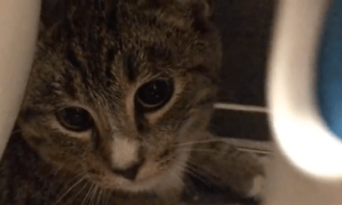 After Seeing A Stray Cat Alone For A Month, Woman Decides To Bring The Cat Home