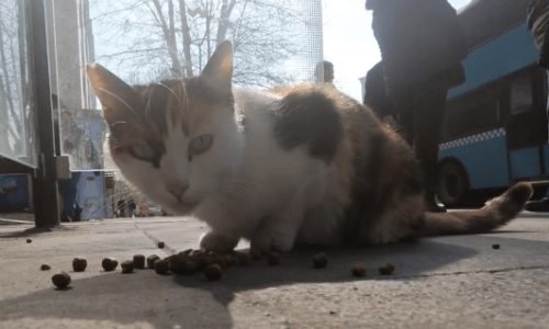 Beautiful Calico Cat Takes Up Residence At Bus Station And Greets Travelers