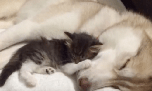 Cat That Couldn’t Seem To Adjust Finds Friendship And Comfort From Family Dog