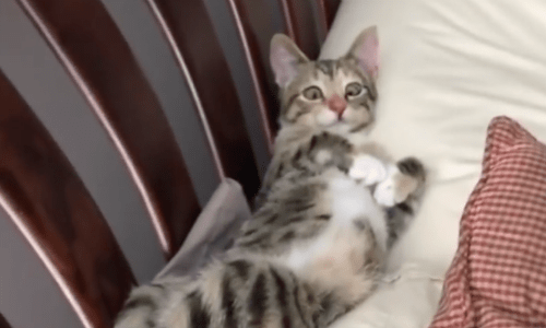 Cross-eyed Cat Is So Full Of Life And Spirited You Have To See It For Yourself