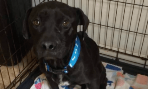 Dog Rescued From Tragic Conditions Of Starvation And Illness To Being Welcomed By An Owner