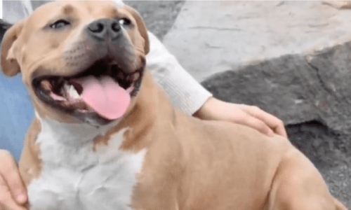 Dog That Family Called Too Affectionate Gets Returned To The Shelter For Touching Adoption