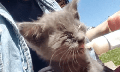 Family Finds Four-Week-Old Kitten And Tries To Take Her To A Shelter But Adopts Her Instead