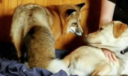 Family That Has A Soft Spot For Unusual Pets Adopts A Fox