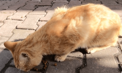 Friendly Cat Appreciates Food From A Nice Visitor And Shows Its Appreciation