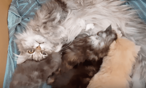 Mom To Four Adorable Kittens Has A Hard Time Keeping Them All In Line