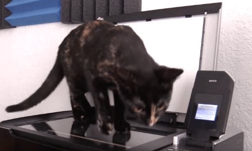 Nothing Is More Captivating To This Cat Than The Computer Printer