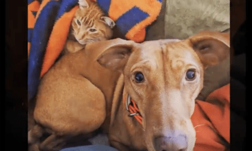 Owner Adopts A Cat To Keep Her Dog Company And Their Friendship Is Too Sweet