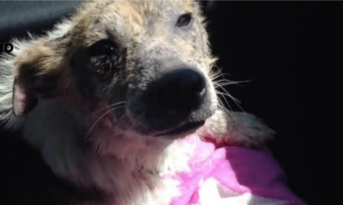 Owners Request “Yucky” Dog Be Put Down But Vet Sees The Animal’s Beauty