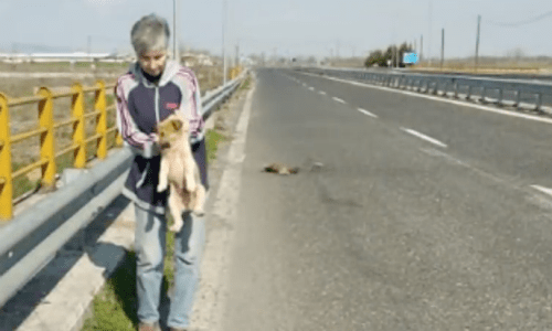 Puppy Waits By The Body Of His Deceased Mom Until Rescuers Step In