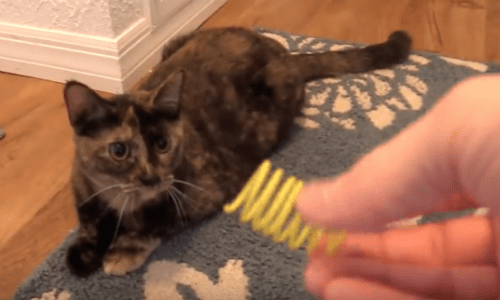 Springs Can Keep Your Cat Entertained For Hours And Its So Simple