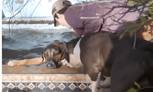 Teens Rescue Stay Dog At Risk Of Drowning In Abandoned Water Park