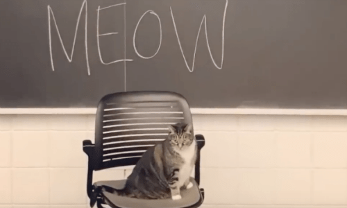 Woman Struggling To Get Through Dental School Adopts A Friendly Cat To Reduce Stress