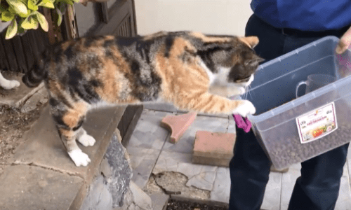 You Have To See The Astounding Bond Between This Man And His Cats