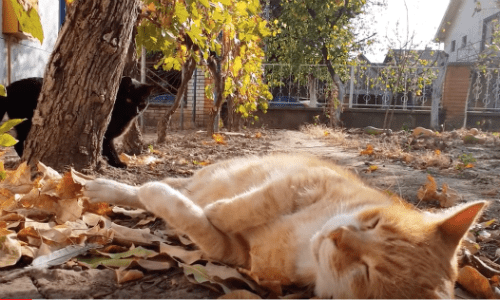 You Have To See This Cat’s Reaction To Being Awakened By A Kitten