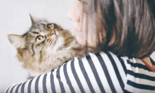 You Need To Know Why Your Cat Chooses To Cuddle Up With You