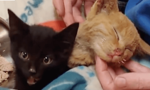 California Kitties Rescued From Wildfires Protect One Another In The Sweetest Way