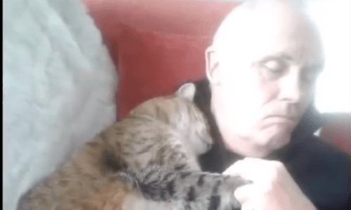 Cat Comforts Man Who Had Surgery, Only No One Knows Where The Cat Came From