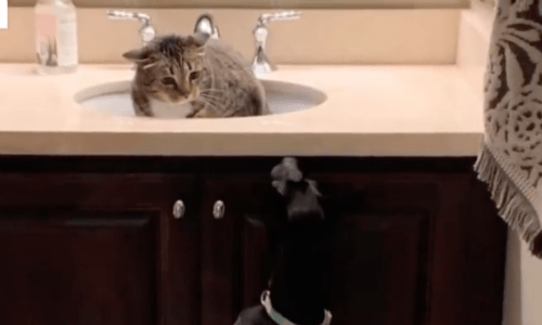 Cat Decides To Live In The Sink After Owner Starts Foster A Dog