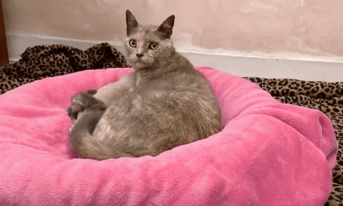 Cat Gets Adopted And Lives In Dog Grooming Studio To Greet Customers