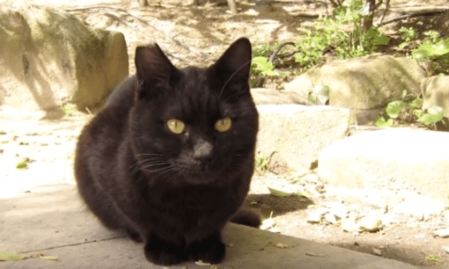 Cat Missing For Six Years Is Found After A Neighbor Posted A Photo Online