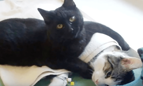 Cat That Arrived At A Shelter That Was Sick Now Cares For Other Animals