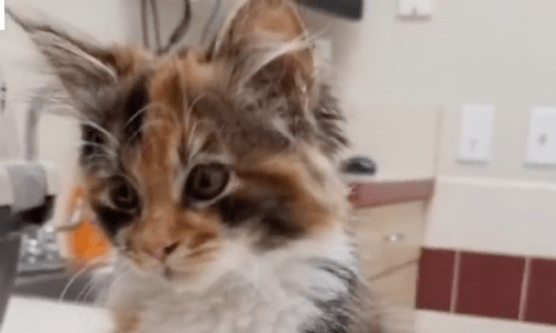 Cat Tries To Find Its Way Inside An Apartment And Finds Its New Family Inside