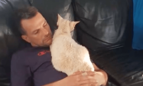 Foster Cat Finds The Perfect Family To Settle Down With And Call Home